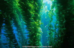 Ocean Biome - Plant Life in the Ocean